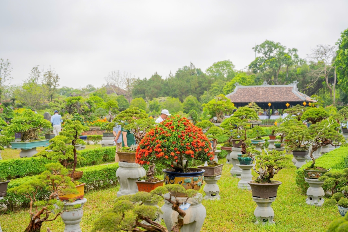 Không gian triển lãm phong lan, cây cảnh rực rỡ trong khuôn viên Đại Nội Huế.