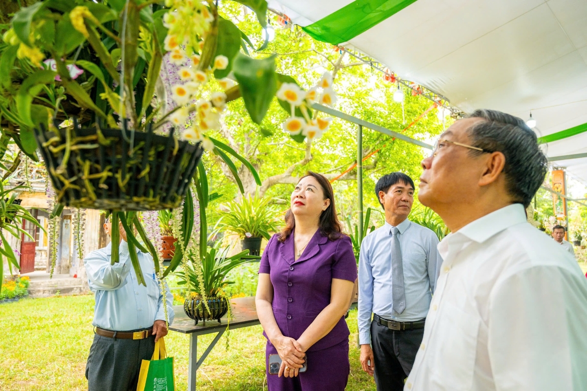 Những giò phong lan khoe sắc hoa rực rỡ, thu hút ánh nhìn người tham quan.