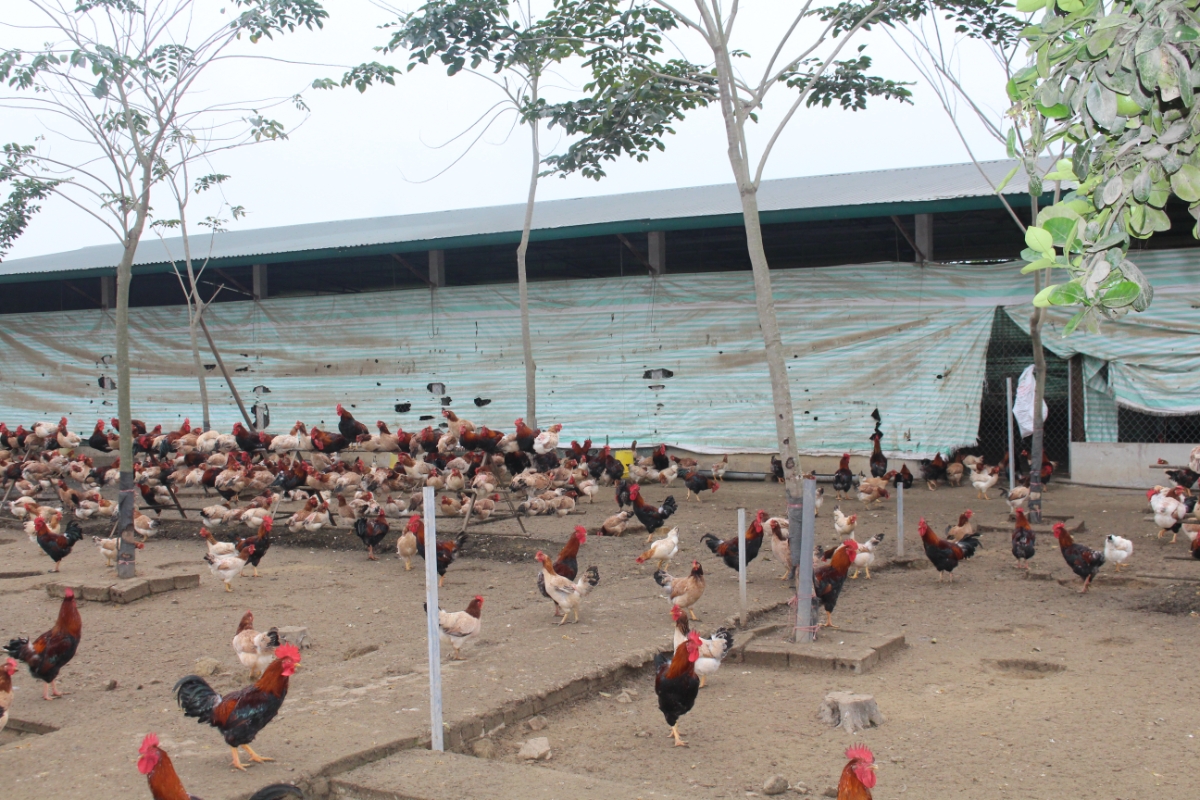 Gà ri Xuân Hồng được nuôi tối thiểu 6 tháng trước khi xuất bán ra thị trường