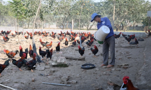 Thanh Hóa: Từ giống gà quê, nông dân tìm ra “công thức” làm giàu