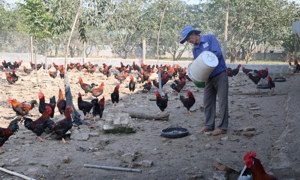 Thanh Hóa: Từ giống gà quê, nông dân tìm ra “công thức” làm giàu
