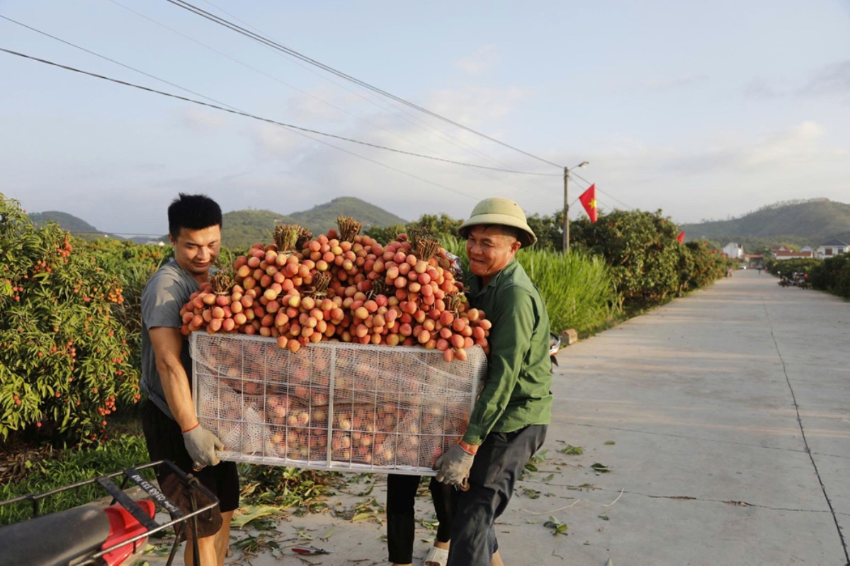 Vải chín sớm được giá cao