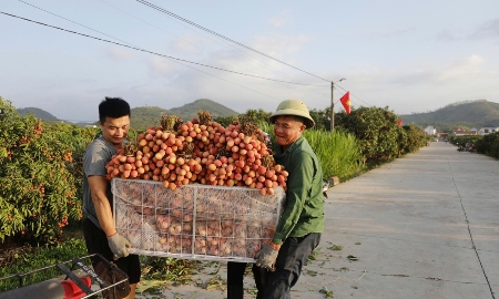 Vải chín sớm được giá cao