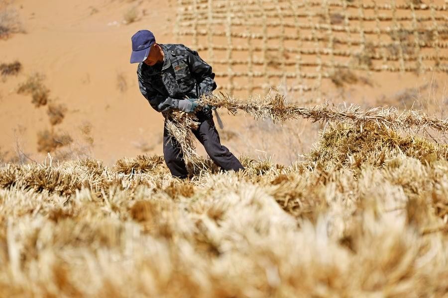 Công nhân trải các ô rơm chống cát trên sa mạc Tengger, Ninh Hạ. Ảnh: Tân Hoa Xã