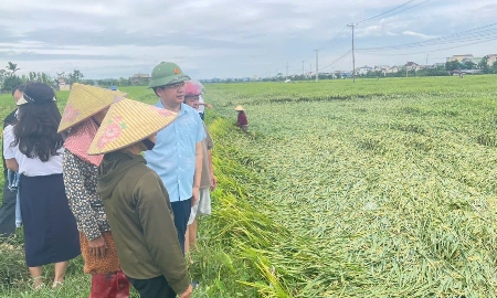 Nhiều diện tích lúa tại xã Đức Châu, tỉnh Nghệ An bị đổ rạp. Lãnh đạo xã xuống đồng kiểm tra thực tế, thăm hỏi, chia sẻ và động viên bà con khắc phục hậu quả thiên tai