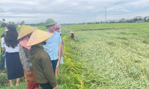 Giông lốc dồn dập, hàng nghìn ha lúa xuân tại Nghệ An – Hà Tĩnh bị thiệt hại