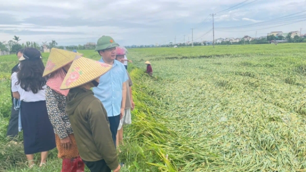 Giông lốc dồn dập, hàng nghìn ha lúa xuân tại Nghệ An – Hà Tĩnh bị thiệt hại