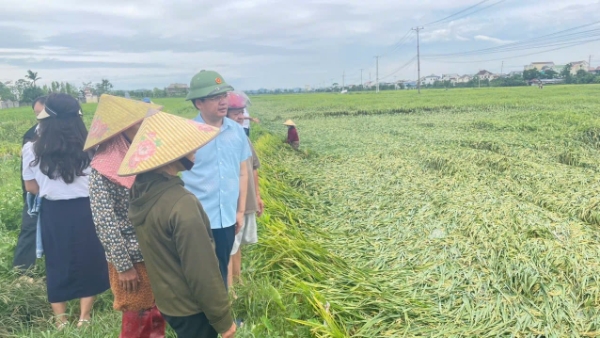 Nhiều diện tích lúa tại xã Đức Châu, tỉnh Nghệ An bị đổ rạp. Lãnh đạo xã xuống đồng kiểm tra thực tế, thăm hỏi, chia sẻ và động viên bà con khắc phục hậu quả thiên tai