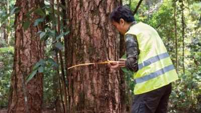 A key element of Vietnam's carbon credit market