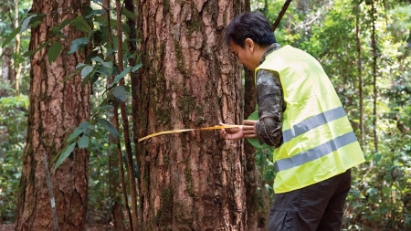 A key element of Vietnam's carbon credit market