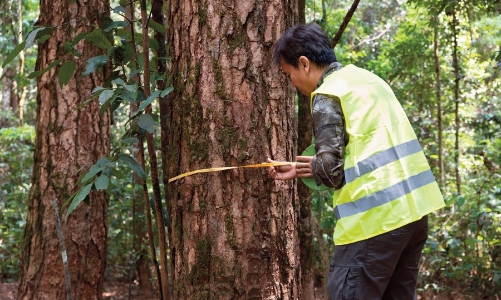 A key element of Vietnam's carbon credit market