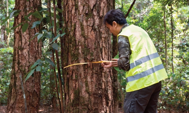 A key element of Vietnam's carbon credit market