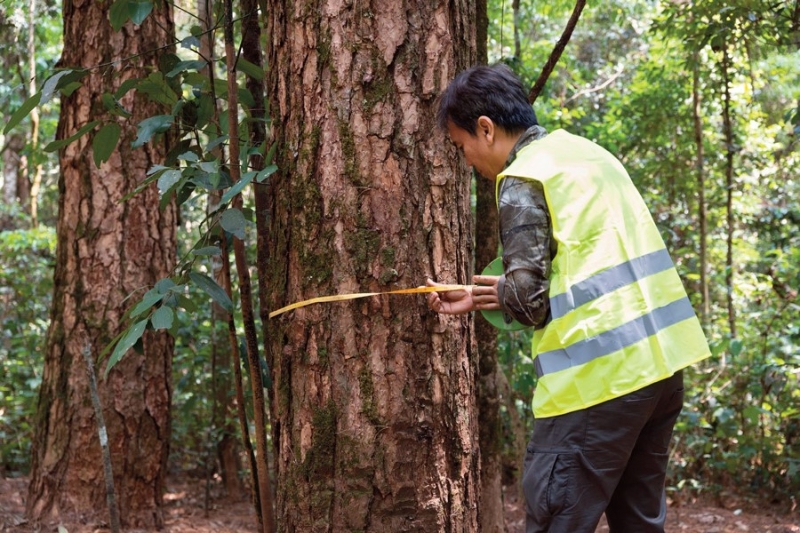 A key element of Vietnam's carbon credit market