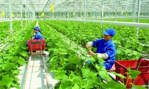 Hỗ trợ tới 60.000 EUR các sáng kiến chuyển đổi xanh do phụ nữ dẫn dắt