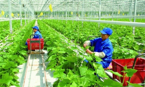 Hỗ trợ tới 60.000 EUR các sáng kiến chuyển đổi xanh do phụ nữ dẫn dắt