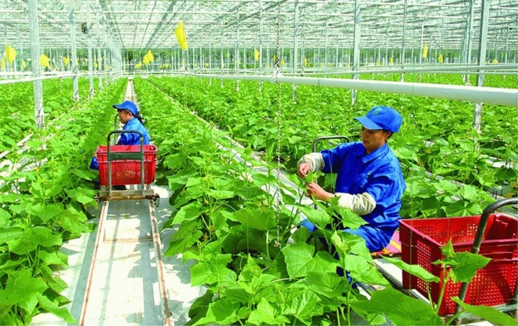 Triển khai sáng kiến chuyển đổi xanh do phụ nữ dẫn dắt tại Lào Cai, Thành phố Huế, Thành phố Đà Nẵng, Cà Mau, Tuyên Quang và An Giang. Ảnh minh họa