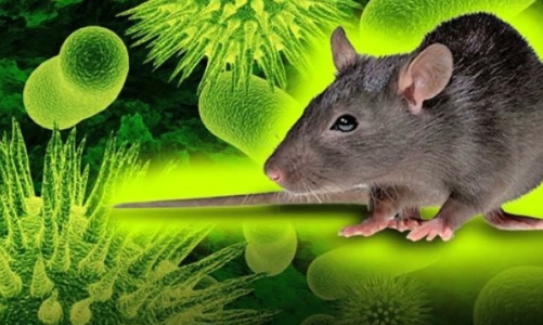 Bộ Y tế cảnh báo về loại virus Hanta lây bệnh từ chuột sang người 