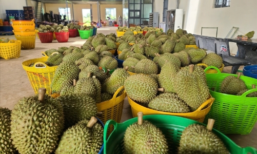 Đồng Tháp: Giá sầu riêng giảm sâu, khẩn trương lên phương án tháo gỡ