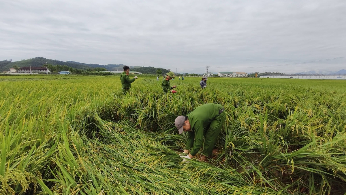Sự hỗ trợ kịp thời giúp giảm thiệt hại cho nông dân.