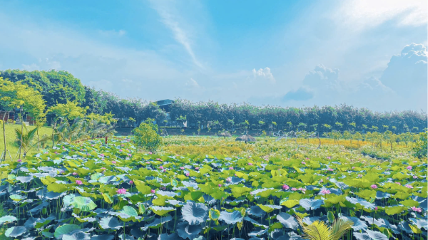 Hà Nội đề xuất thí điểm phát triển mô hình nông nghiệp sinh thái, nông nghiệp đô thị