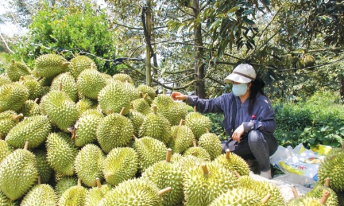 Đồng bằng sông Cửu Long tái cấu trúc nông nghiệp dưới áp lực thị trường và khí hậu