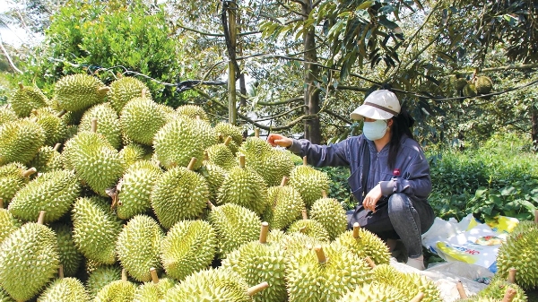Đồng bằng sông Cửu Long tái cấu trúc nông nghiệp dưới áp lực thị trường và khí hậu