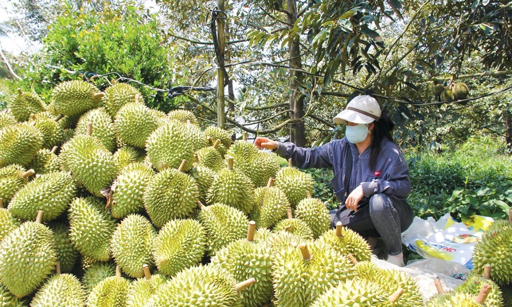 Trong những năm gần đây, diện tích lúa tại đồng bằng sông Cửu Long có xu hướng giảm, trong khi diện tích nuôi trồng thủy sản và cây ăn trái tăng lên. Ảnh: Hà Văn