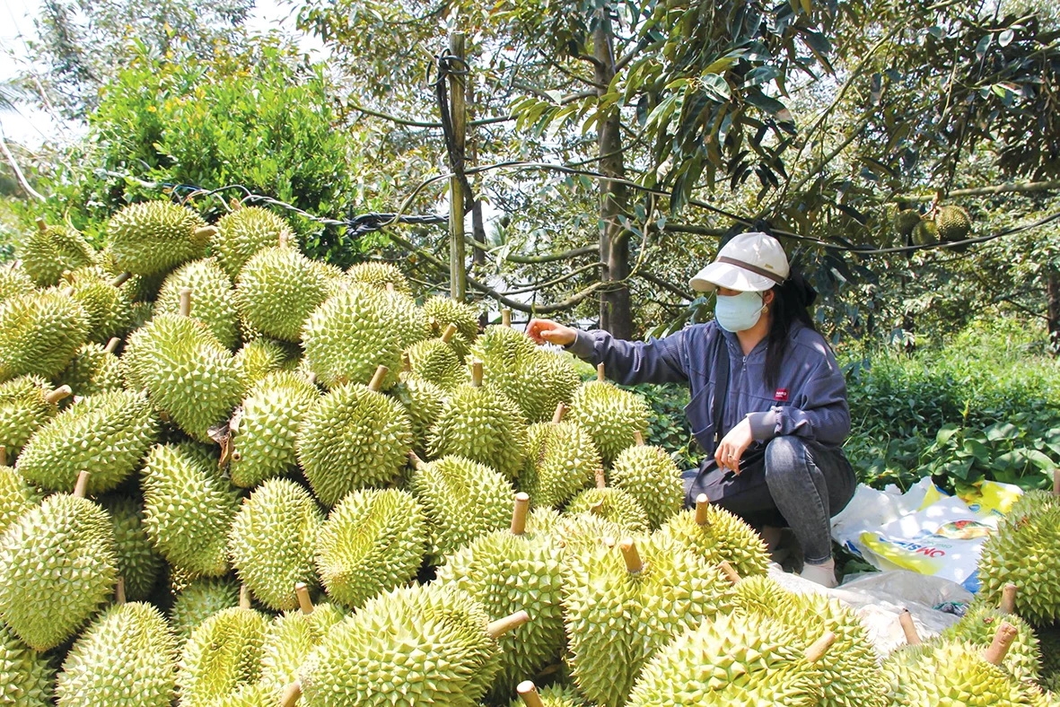 Trong những năm gần đây, diện tích lúa tại đồng bằng sông Cửu Long có xu hướng giảm, trong khi diện tích nuôi trồng thủy sản và cây ăn trái tăng lên. Ảnh: Hà Văn