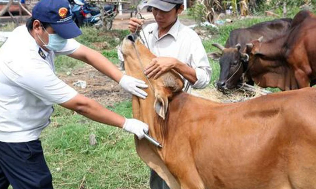 Đề xuất Thủ tướng Chính phủ cho phép nhập khẩu khẩn cấp vaccine SAT1