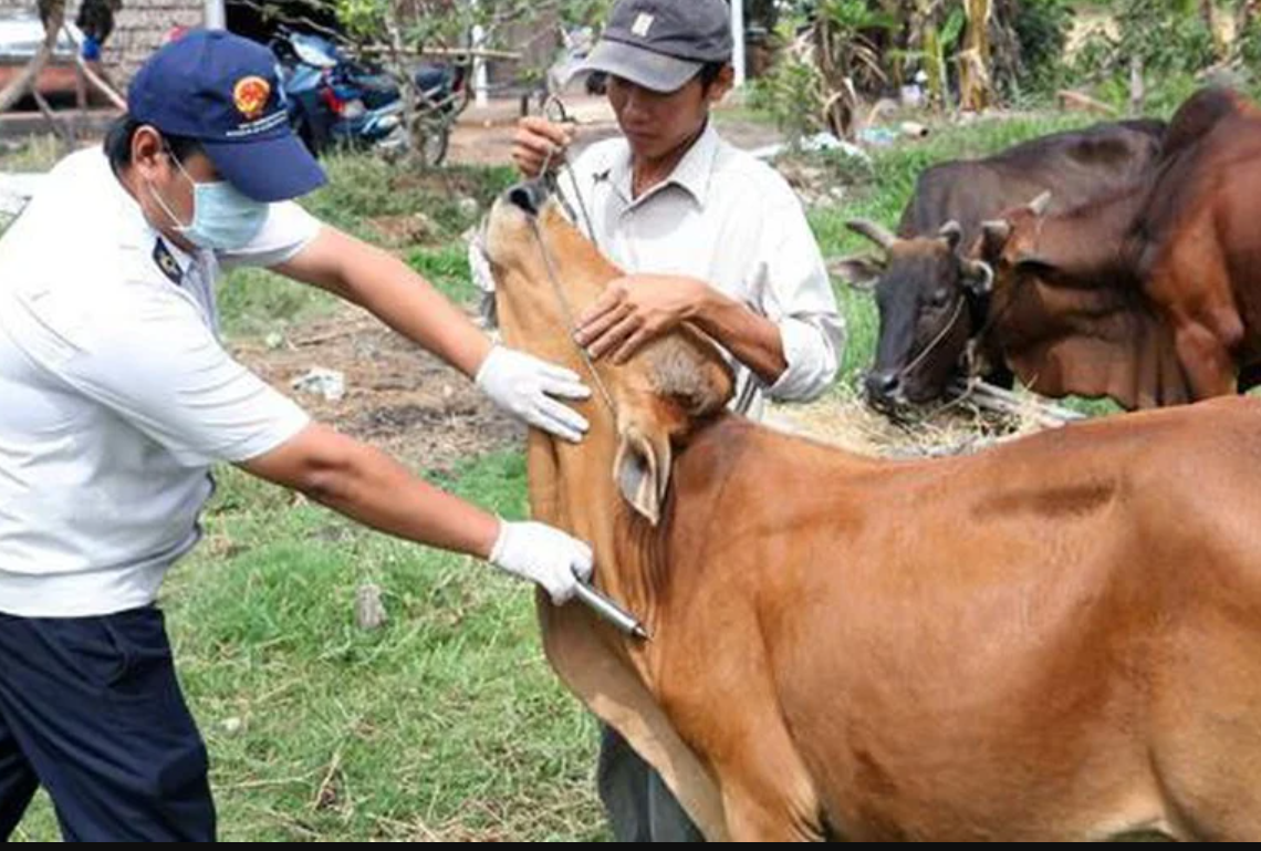 Tiêm vaccine là giải pháp quan trọng để phòng bệnh lở mồm long móng trên gia súc. Ảnh minh họa.