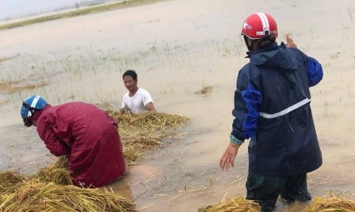 Hà Tĩnh chi hơn 671 tỷ đồng vực dậy sản xuất nông nghiệp vùng bị thiên tai