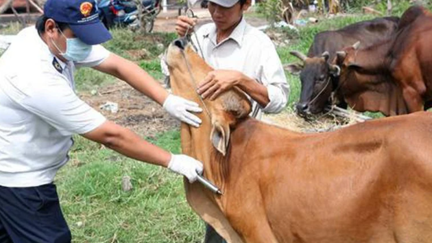 Emergency SAT1 vaccine import proposed to protect national livestock