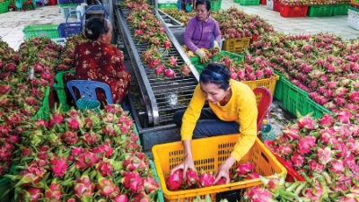 Proactive planning  for fruit and vegetable exports