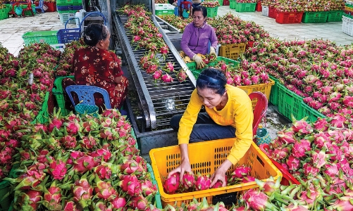 Proactive planning  for fruit and vegetable exports