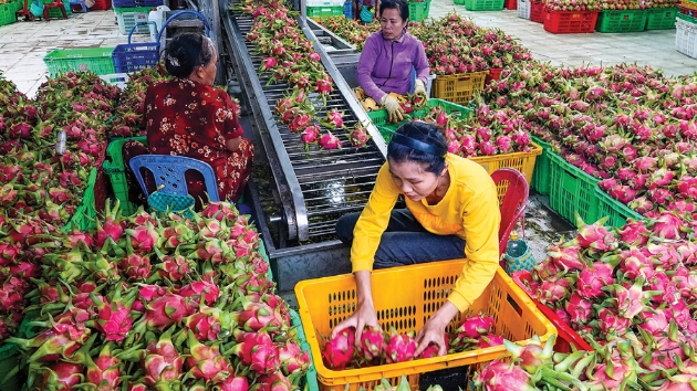 Proactive planning  for fruit and vegetable exports