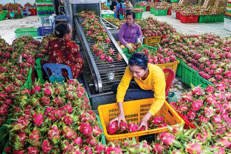Proactive planning  for fruit and vegetable exports