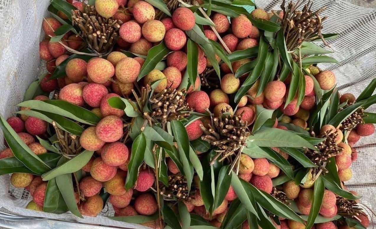 Từ xưa đến nay, vải tươi vẫn luôn là một trong những loại quả được nhiều người yêu thích.