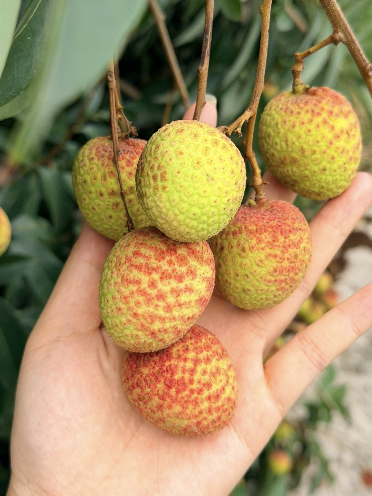 Tại vườn, giá thu mua dao động từ 50.000 đến 95.000 đồng/kg, mức cao nhất trong nhiều năm trở lại đây.