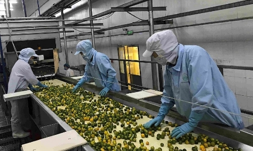 Xu hướng nguyên liệu cho thực phẩm bảo vệ sức khỏe