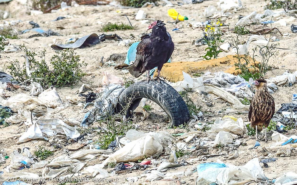 Ushuaia là điểm đến của nhiều người yêu thích ngắm chim (bird watching) từ khắp nơi trên thế giới.