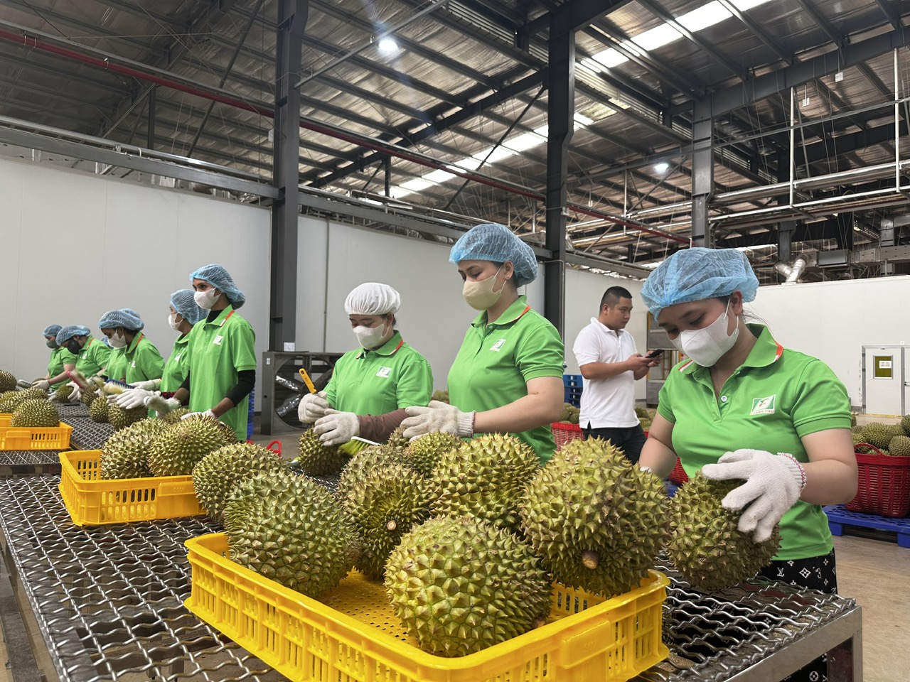 Sầu riêng là loại trái cây xuất khẩu mạnh vào thị trường Trung Quốc.