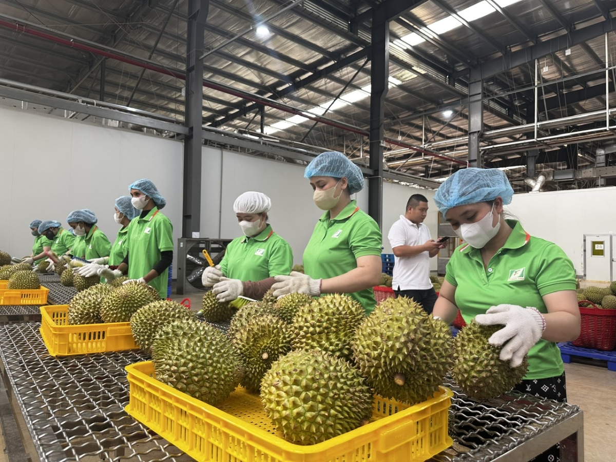 Sầu riêng là loại trái cây xuất khẩu mạnh vào thị trường Trung Quốc.
