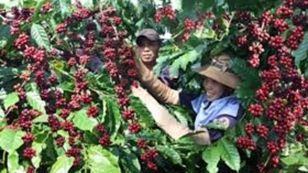 Vietnam expected to retain position as world’s second-largest coffee producer in 2025/26 crop
