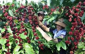 Vietnam expected to retain position as world’s second-largest coffee producer in 2025/26 crop