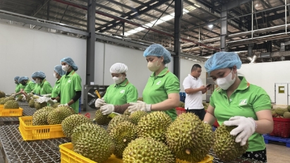 Vietnamese agricultural exporters advised to adapt to new regulations from China