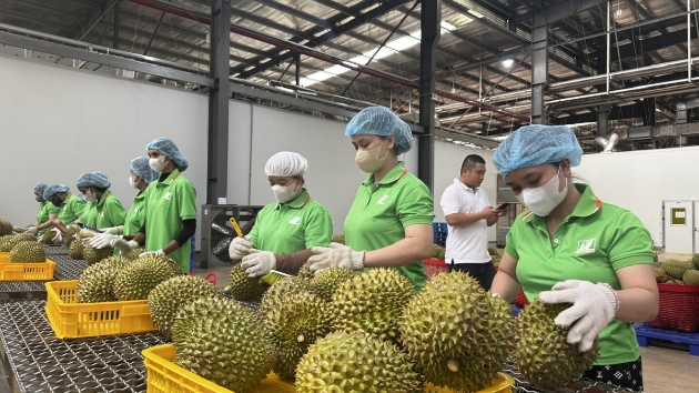 Vietnamese agricultural exporters advised to adapt to new regulations from China