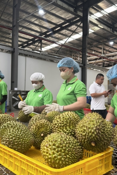 Vietnamese agricultural exporters advised to adapt to new regulations from China