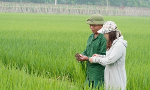 22 địa phương triển khai kế hoạch sản xuất trồng trọt giảm phát thải