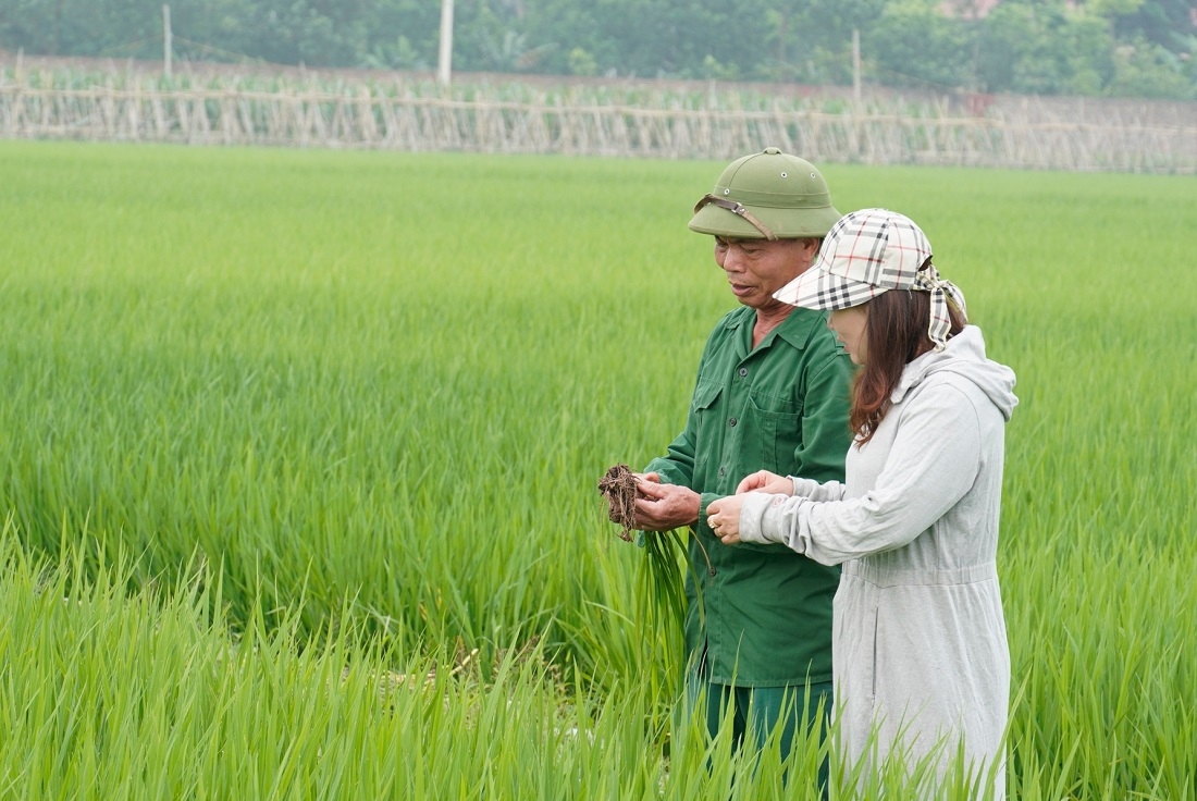 Một số địa phương đã bắt đầu triển khai mô hình lúa giảm phát thải. Ảnh minh họa.
