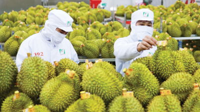 Vietnamese durian exports accelerated, eyeing market of billions